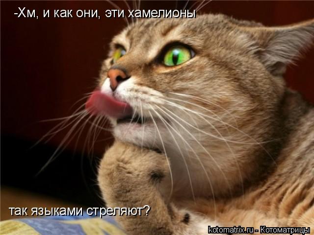 -Хм, и как они, эти хамелионы так языками стреляют?... Котоматрица: -Хм, и как они, эти хамелионы так языками стреляют?