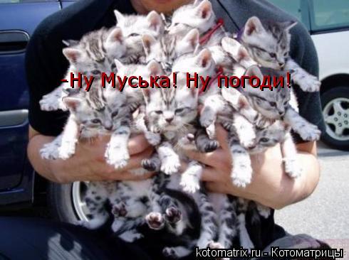 -Ну Муська! Ну погоди!... Котоматрица: -Ну Муська! Ну погоди!