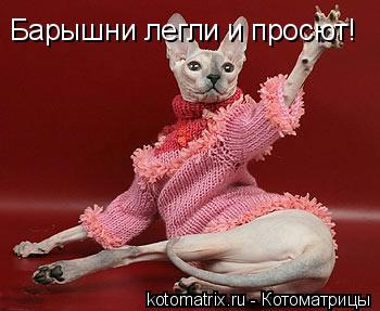 Барышни легли и просют!... Котоматрица: Барышни легли и просют!