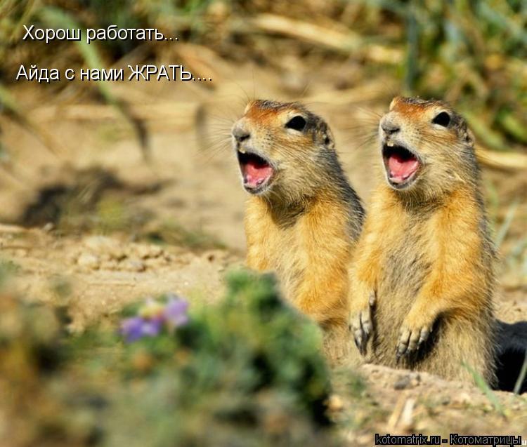 Хорош работать... Айда с нами ЖРАТЬ....... Котоматрица: Хорош работать... Айда с нами ЖРАТЬ....