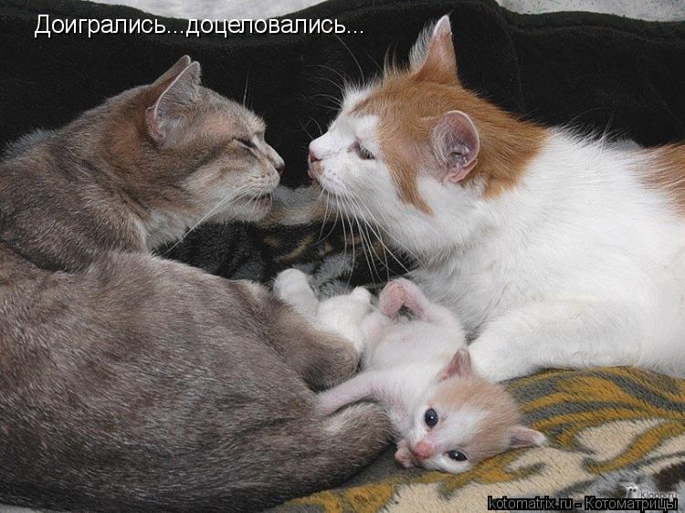 Доигрались...доцеловались...... Котоматрица: Доигрались...доцеловались...