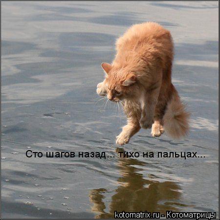 Сто шагов назад... тихо на пальцах...... Котоматрица: Сто шагов назад... тихо на пальцах...