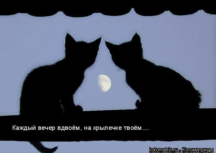 Каждый вечер вдвоём, на крылечке твоём....... Котоматрица: Каждый вечер вдвоём, на крылечке твоём....