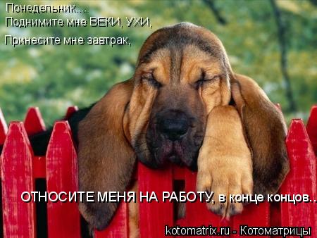 Понедельник.... Поднимите мне ВЕКИ, УХИ, Принесите мне завтрак, ОТНОСИТЕ МЕНЯ НА РАБОТУ, в конце конц... Котоматрица: Понедельник.... Поднимите мне ВЕКИ, УХИ, Принесите мне завтрак, ОТНОСИТЕ МЕНЯ НА РАБОТУ, в конце концов...