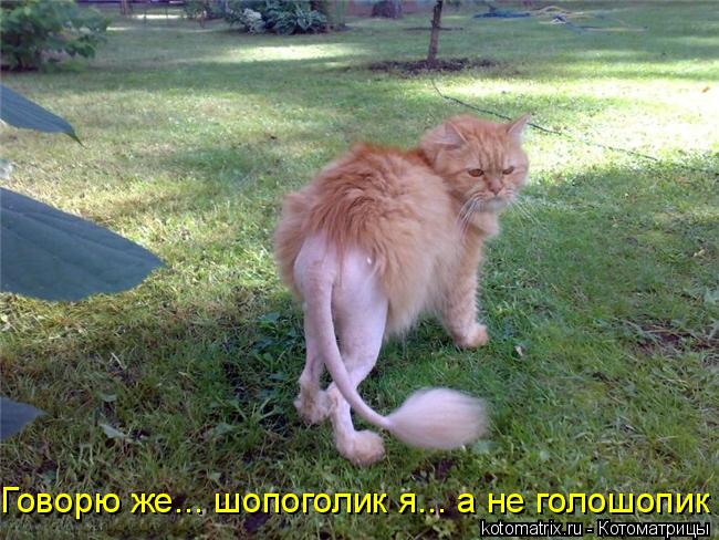 Говорю же... шопоголик я... а не голошопик... Котоматрица: Говорю же... шопоголик я... а не голошопик