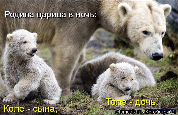 Родила царица в ночь: Коле - сына, Толе - дочь!... Котоматрица: Родила царица в ночь: Коле - сына, Толе - дочь!