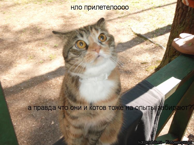 нло прилетелоооо нло прилетелоооо а правда что они и котов тоже на опыты забирают??... Котоматрица: нло прилетелоооо нло прилетелоооо а правда что они и котов тоже на опыты забирают??