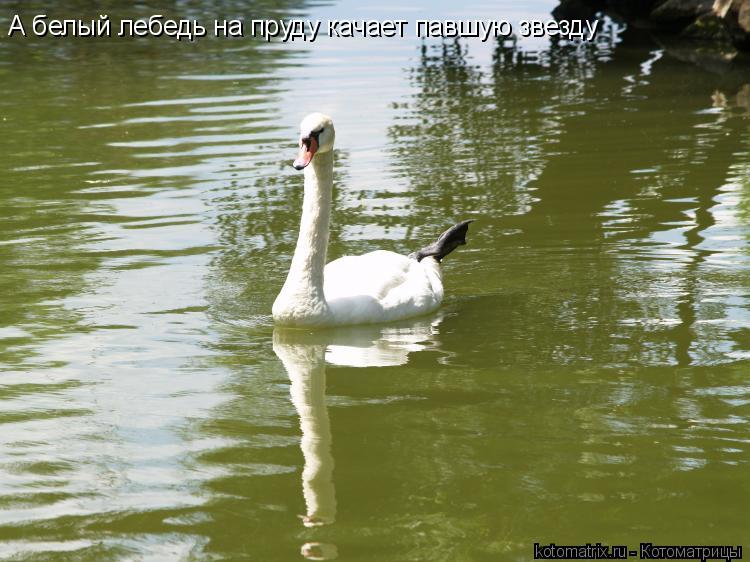 ПЕСНЯ А БЕЛЫЙ ЛЕБЕДЬ НА ПРУДУ КАЧАЕТ ПАВШУЮ ЗВЕЗДУ СКАЧАТЬ БЕСПЛАТНО ПЕСНЯ А БЕЛЫЙ ЛЕБЕДЬ НА ПРУДУ КАЧАЕТ ПАВШУЮ ЗВЕЗДУ СКАЧАТЬ БЕСПЛАТНО
