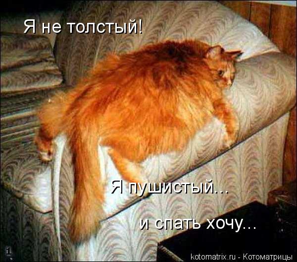 Я не толстый! Я пушистый... и спать хочу...... Котоматрица: Я не толстый! Я пушистый... и спать хочу...