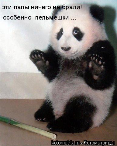эти лапы ничего не брали! особенно пельмешки ...... Котоматрица: эти лапы ничего не брали! особенно пельмешки ...