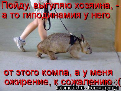 Пойду, выгуляю хозяина, - а то гиподинамия у него ожирение, к сожалению :( от этого компа, а у меня... Котоматрица: Пойду, выгуляю хозяина, - а то гиподинамия у него ожирение, к сожалению :( от этого компа, а у меня