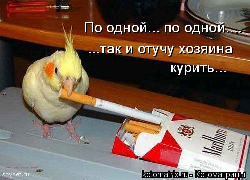 По одной... по одной.... ...так и отучу хозяина курить...... Котоматрица: По одной... по одной.... ...так и отучу хозяина курить...