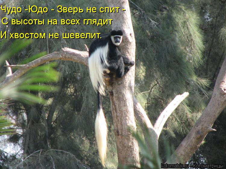 С высоты на всех глядит Чудо -Юдо - Зверь не спит - И хвостом не шевелит.... Котоматрица: С высоты на всех глядит Чудо -Юдо - Зверь не спит - И хвостом не шевелит.
