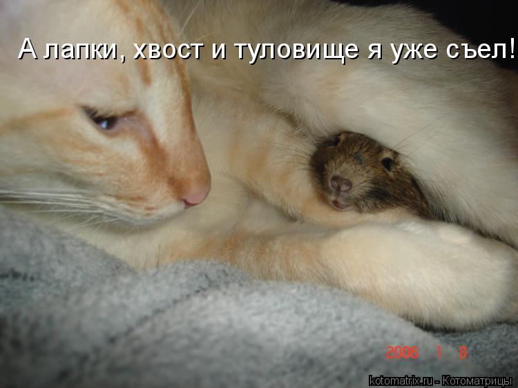 А лапки, хвост и туловище я уже съел!... Котоматрица: А лапки, хвост и туловище я уже съел!