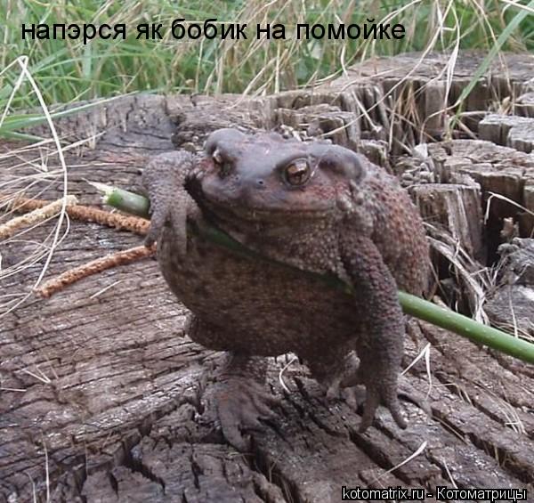 напэрся як бобик на помойке... Котоматрица: напэрся як бобик на помойке