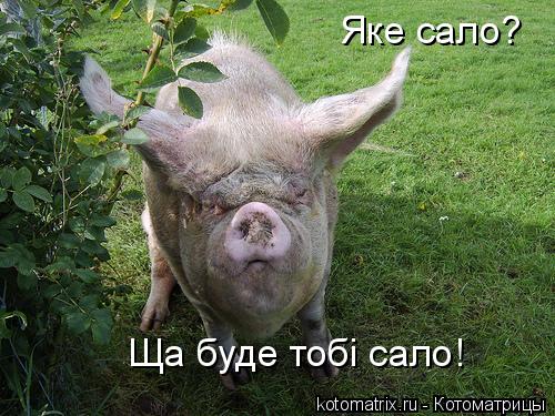 Яке сало? Ща буде тобi сало!... Котоматрица: Яке сало? Ща буде тобi сало!