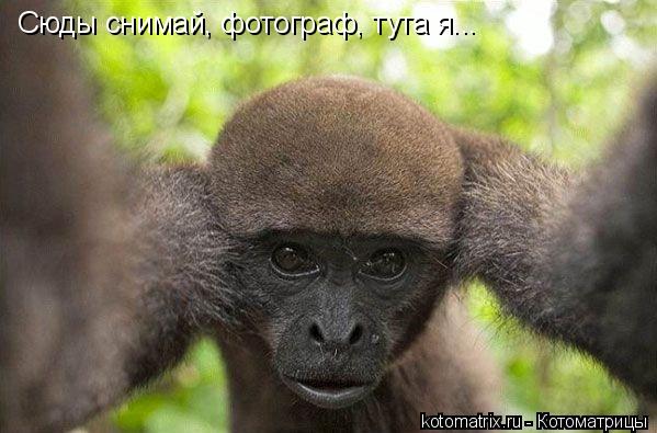 Сюды снимай, фотограф, тута я...... Котоматрица: Сюды снимай, фотограф, тута я...