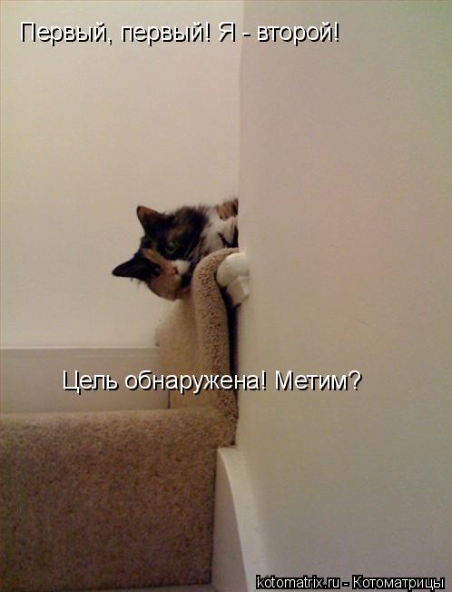 Первый, первый! Я - второй! Цель обнаружена! Метим?... Котоматрица: Первый, первый! Я - второй! Цель обнаружена! Метим?