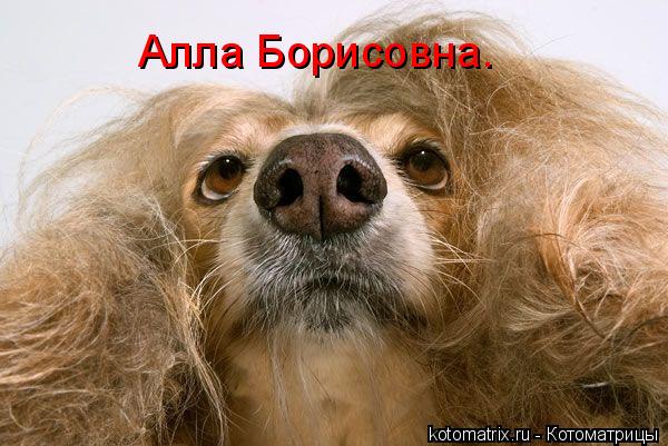 Алла Борисовна.... Котоматрица: Алла Борисовна.