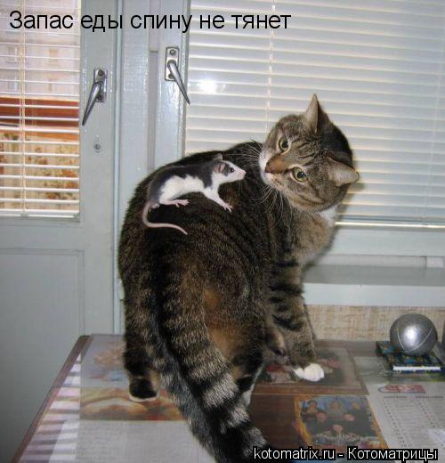 Запас еды спину не тянет... Котоматрица: Запас еды спину не тянет