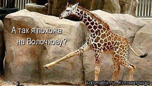 А так я похожа на Волочкову?... Котоматрица: А так я похожа на Волочкову?