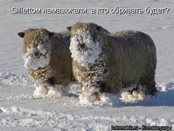 Gillettом намазюкали, а кто сбривать будет?... Котоматрица: Gillettом намазюкали, а кто сбривать будет?