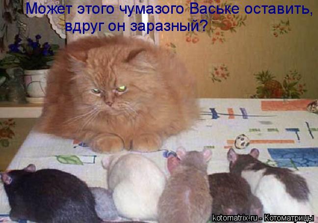 Может этого чумазого Ваське оставить, вдруг он заразный?... Котоматрица: Может этого чумазого Ваське оставить, вдруг он заразный?