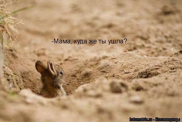 -Мама, куда же ты ушла?...... Котоматрица: -Мама, куда же ты ушла?...