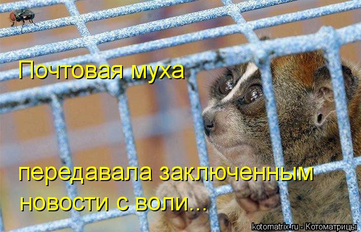 Почтовая муха передавала заключенным новости с воли...... Котоматрица: Почтовая муха передавала заключенным новости с воли...