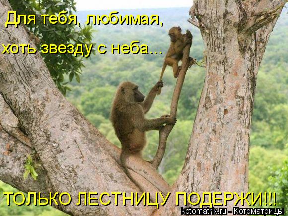 Для тебя, любимая, хоть звезду с неба... ТОЛЬКО ЛЕСТНИЦУ ПОДЕРЖИ!!!... Котоматрица: Для тебя, любимая, хоть звезду с неба... ТОЛЬКО ЛЕСТНИЦУ ПОДЕРЖИ!!!