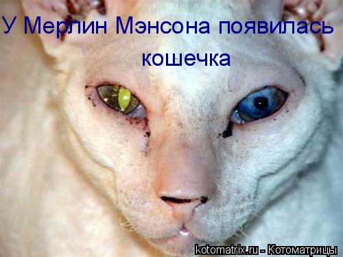 У Мерлин Мэнсона появилась кошечка... Котоматрица: У Мерлин Мэнсона появилась кошечка