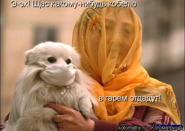 Э-эх! Щас какому-нибудь кобелю в гарем отдадут!... Котоматрица: Э-эх! Щас какому-нибудь кобелю в гарем отдадут!