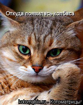 Откуда появилась колбаса... Котоматрица: Откуда появилась колбаса