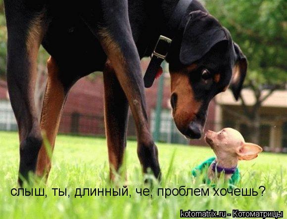 слыш, ты, длинный, че, проблем хочешь?... Котоматрица: слыш, ты, длинный, че, проблем хочешь?