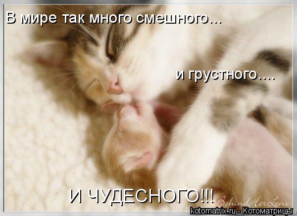 В мире так много смешного... и грустного.... И ЧУДЕСНОГО!!!... Котоматрица: В мире так много смешного... и грустного.... И ЧУДЕСНОГО!!!