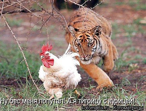 Ну,бес меня попутал! А я тигрицу с курицей!... Котоматрица: Ну,бес меня попутал! А я тигрицу с курицей!