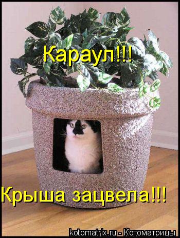 Караул!!! Крыша зацвела!!!... Котоматрица: Караул!!! Крыша зацвела!!!