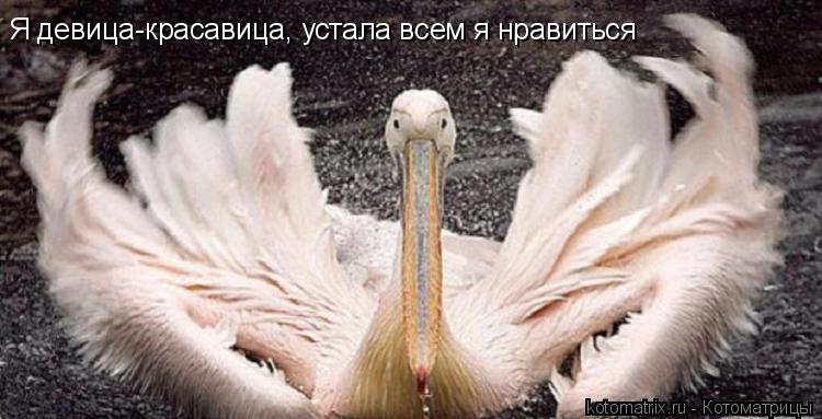 Я девица-красавица, устала всем я нравиться... Котоматрица: Я девица-красавица, устала всем я нравиться