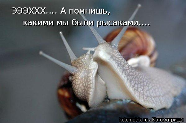 ЭЭЭХХХ.... А помнишь, какими мы были рысаками....... Котоматрица: ЭЭЭХХХ.... А помнишь, какими мы были рысаками....