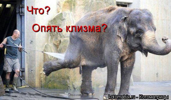 Что? Опять клизма?... Котоматрица: Что? Опять клизма?