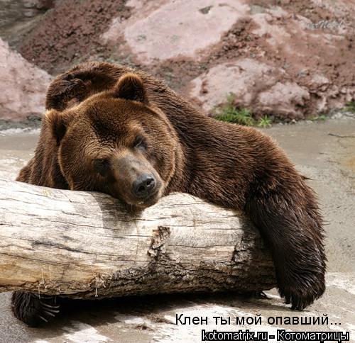 Клен ты мой опавший...... Котоматрица: Клен ты мой опавший...