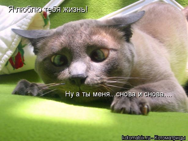 Я люблю тебя жизнь! Ну а ты меня...снова и снова....... Котоматрица: Я люблю тебя жизнь! Ну а ты меня...снова и снова....