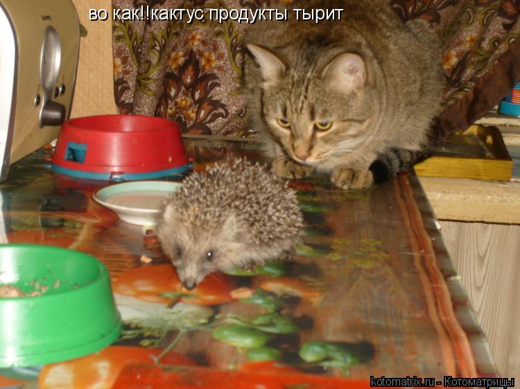 во как!!кактус продукты тырит... Котоматрица: во как!!кактус продукты тырит