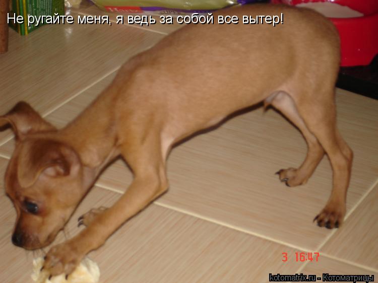 Не ругайте меня, я ведь за собой все вытер!... Котоматрица: Не ругайте меня, я ведь за собой все вытер!