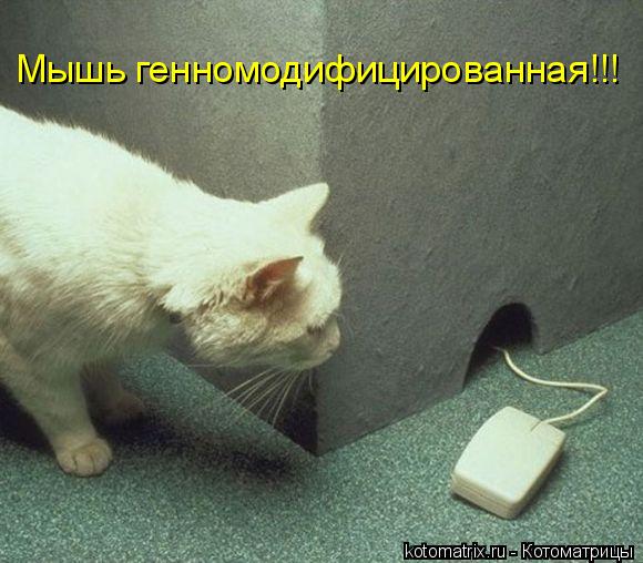 Мышь генномодифицированная!!!... Котоматрица: Мышь генномодифицированная!!!