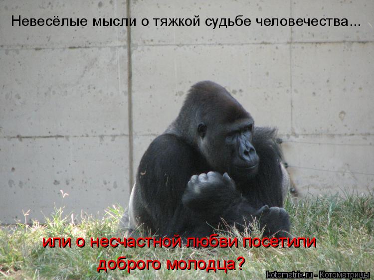 Невесёлые мысли о тяжкой судьбе человечества... или о несчастной любви посетили доброго молодца?... Котоматрица: Невесёлые мысли о тяжкой судьбе человечества... или о несчастной любви посетили доброго молодца?