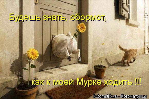Будешь знать, обормот, как к моей Мурке ходить !!!... Котоматрица: Будешь знать, обормот, как к моей Мурке ходить !!!
