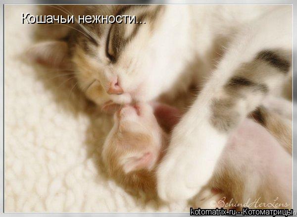 Кошачьи нежности...... Котоматрица: Кошачьи нежности...