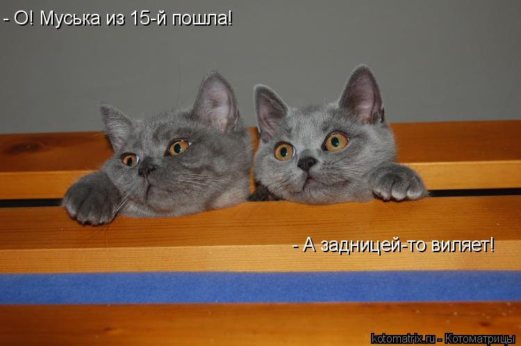 - О! Муська из 15-й пошла! - А задницей-то виляет!... Котоматрица: - О! Муська из 15-й пошла! - А задницей-то виляет!
