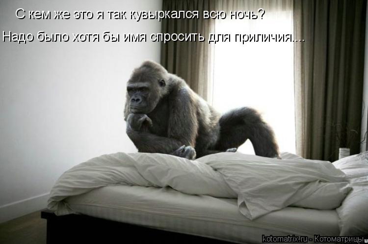С кем же это я так кувыркался всю ночь? Надо было хотя бы имя спросить для приличия....... Котоматрица: С кем же это я так кувыркался всю ночь? Надо было хотя бы имя спросить для приличия....